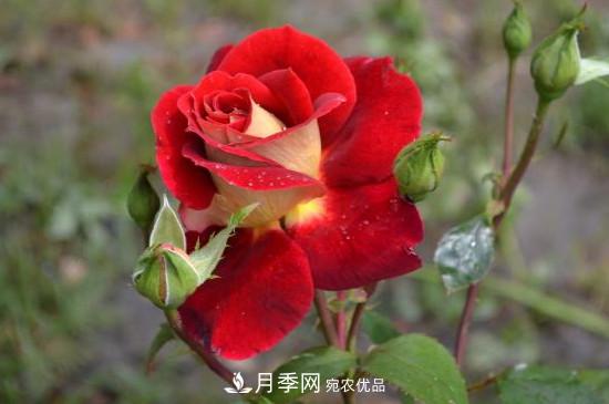 變色月季品種有哪幾個？(圖4)