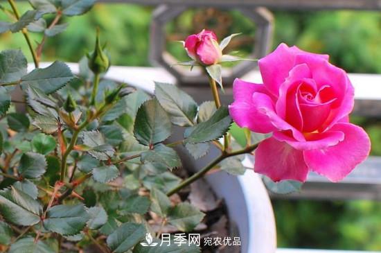 變色月季品種有哪幾個？(圖2)