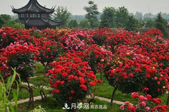 月季之鄉(xiāng)，南陽(yáng)月季基地在哪里？(圖1)