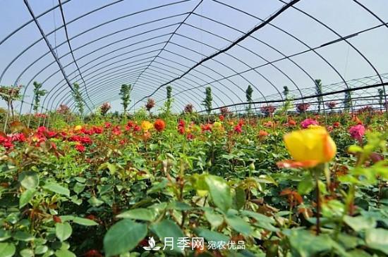 月季之鄉(xiāng)，南陽(yáng)月季基地在哪里？(圖2)