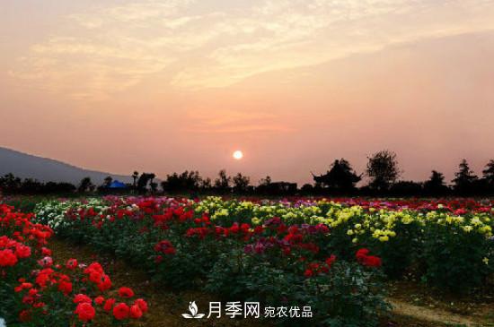 月季之鄉(xiāng)，南陽(yáng)月季基地在哪里？(圖3)