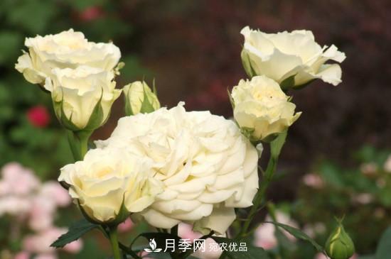 月季上有蜘蛛網(wǎng)怎么辦？解決辦法(圖2)