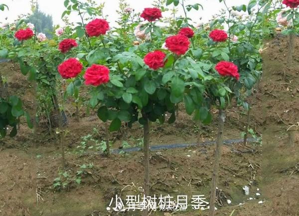 小型樹樁月季，小月季樹批發(fā)價格(圖2)