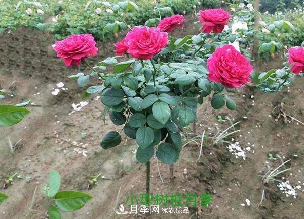 小型樹樁月季，小月季樹批發(fā)價格(圖3)