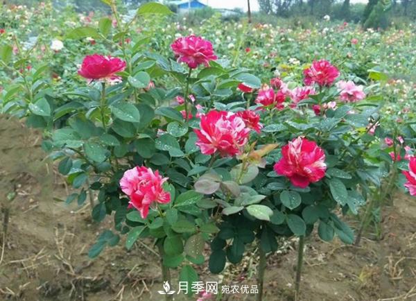 小型樹樁月季，小月季樹批發(fā)價格(圖4)