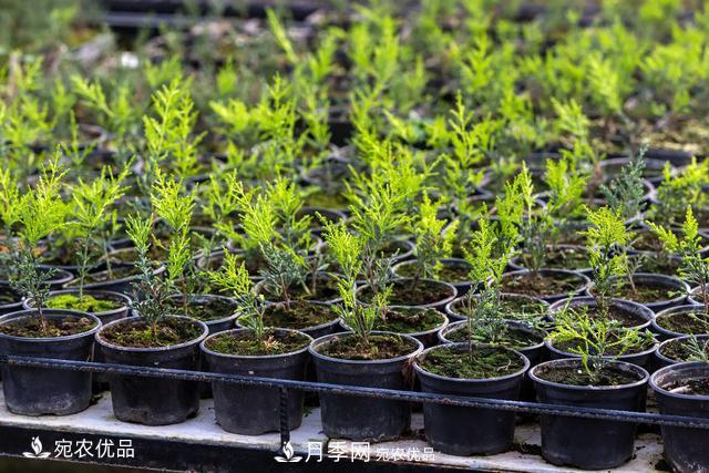 苗木種植成活率控制技術(shù)，及種植前的準備工作(圖5)