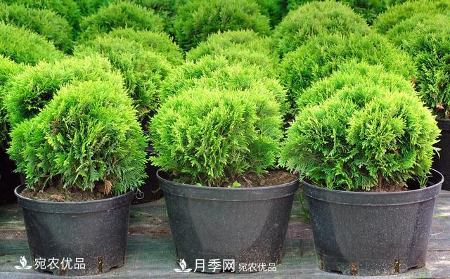 苗木種植成活率控制技術(shù)，及種植前的準備工作(圖3)