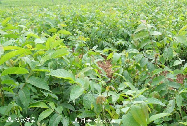 苗木種植成活率控制技術(shù)，及種植前的準備工作(圖2)