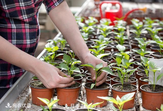 苗木種植成活率控制技術(shù)，及種植前的準備工作(圖4)