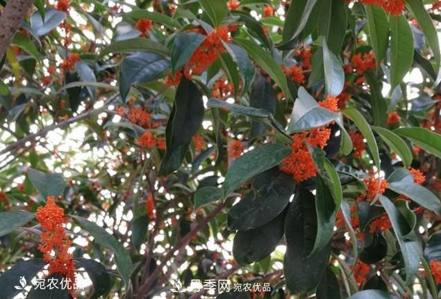 南陽苗木基地盤點桂花樹的四大品種，哪種***香***好***名貴？(圖3)