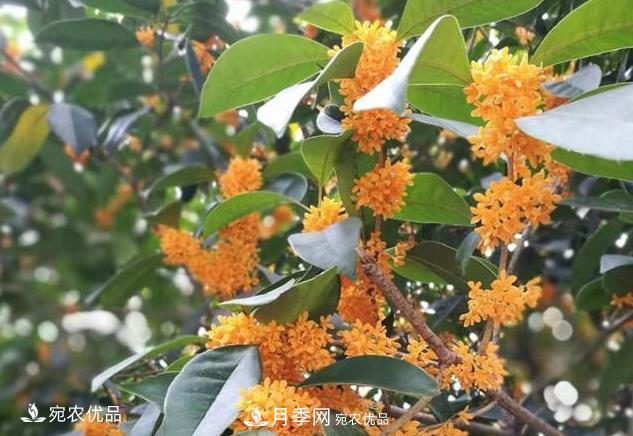 南陽苗木基地盤點桂花樹的四大品種，哪種***香***好***名貴？(圖2)