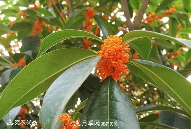 南陽苗木基地盤點桂花樹的四大品種，哪種***香***好***名貴？(圖4)