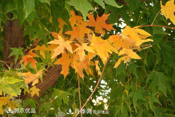 河南綠化苗木五角楓可以嫁接什么樹？五角楓嫁接技術(shù)和時(shí)間(圖3)