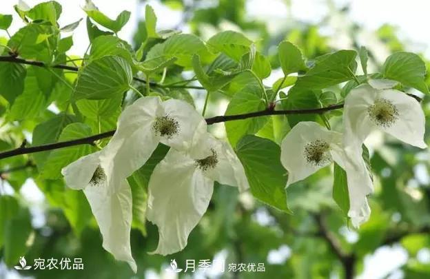 苗木價(jià)格變化大，主要有這三個(gè)因素(圖2)