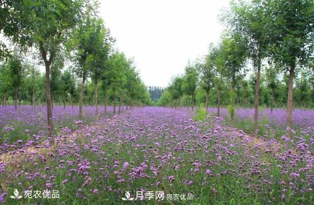苗木價(jià)格變化大，主要有這三個(gè)因素(圖4)