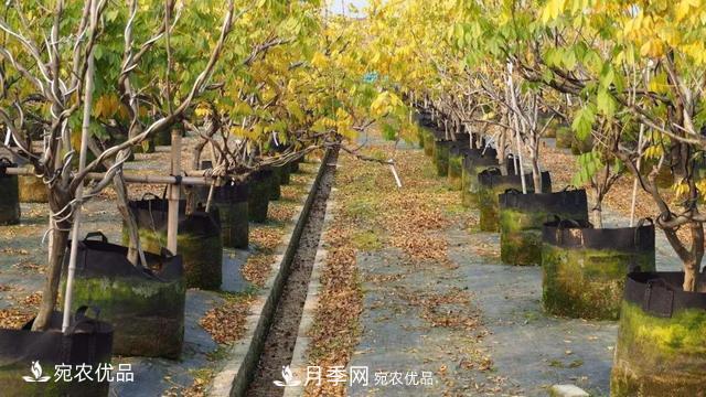 苗木價(jià)格變化大，主要有這三個(gè)因素(圖5)