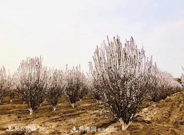 苗木價(jià)格變化大，主要有這三個(gè)因素(圖3)