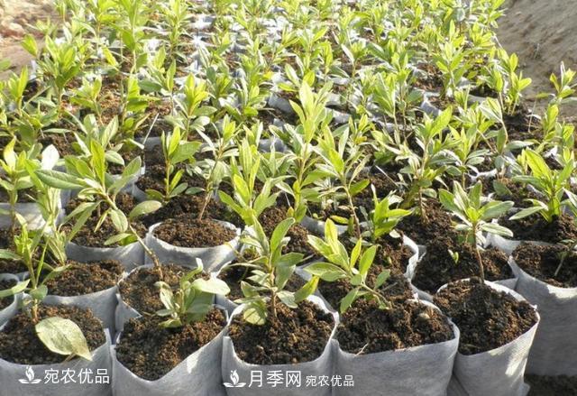 北方園林需求旺盛，分享大規(guī)格容器苗木培育技術(shù)以及管理方法(圖11)