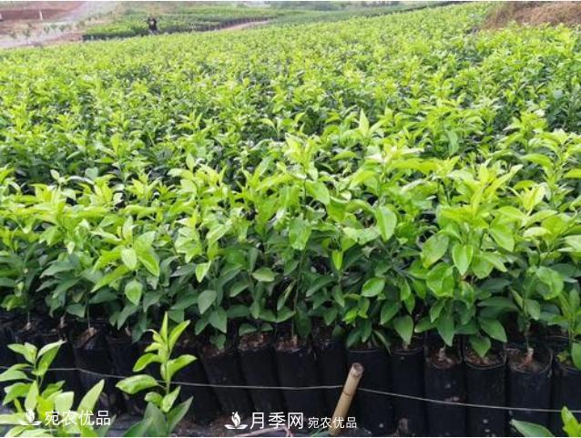 北方園林需求旺盛，分享大規(guī)格容器苗木培育技術(shù)以及管理方法(圖9)