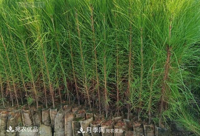 北方園林需求旺盛，分享大規(guī)格容器苗木培育技術(shù)以及管理方法(圖3)
