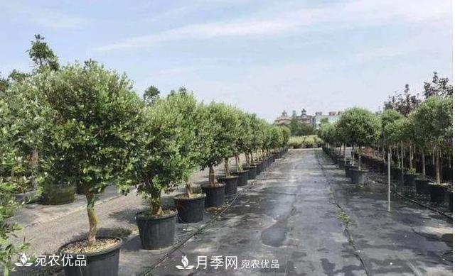 北方園林需求旺盛，分享大規(guī)格容器苗木培育技術(shù)以及管理方法(圖10)