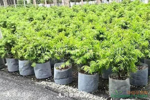 北方園林需求旺盛，分享大規(guī)格容器苗木培育技術(shù)以及管理方法(圖5)