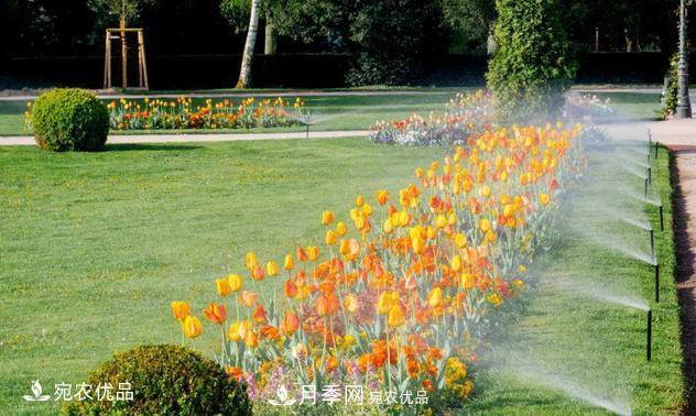 澆水學(xué)三年，南陽(yáng)苗木合作社教你澆水的學(xué)問大著呢(圖4)