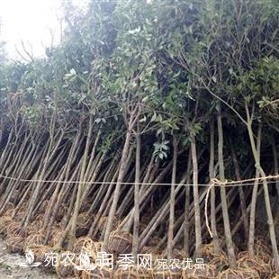 南陽精品桂花球，3-5公分桂花苗桂花樹(圖5)