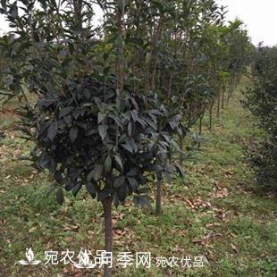 南陽精品桂花球，3-5公分桂花苗桂花樹(圖4)