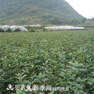 南陽精品桂花球，3-5公分桂花苗桂花樹(圖6)