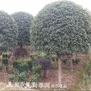 南陽精品桂花球，3-5公分桂花苗桂花樹(圖1)