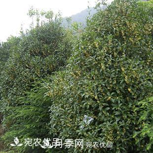 南陽精品桂花球，3-5公分桂花苗桂花樹(圖2)