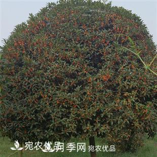 南陽精品桂花球，3-5公分桂花苗桂花樹(圖3)