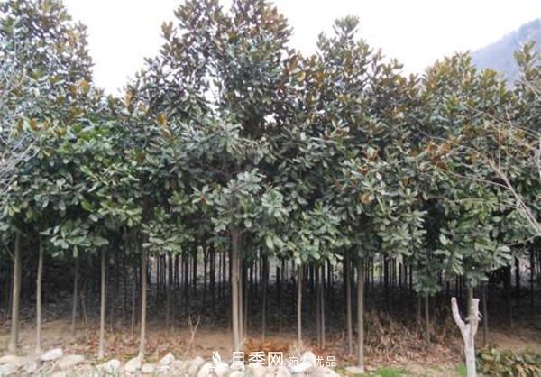 南陽(yáng)哪家基地紅玉蘭紫玉蘭價(jià)格便宜？(圖3)