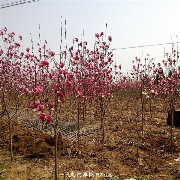 南陽(yáng)哪家基地紅玉蘭紫玉蘭價(jià)格便宜？(圖2)