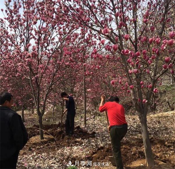 南陽(yáng)哪家基地紅玉蘭紫玉蘭價(jià)格便宜？(圖1)