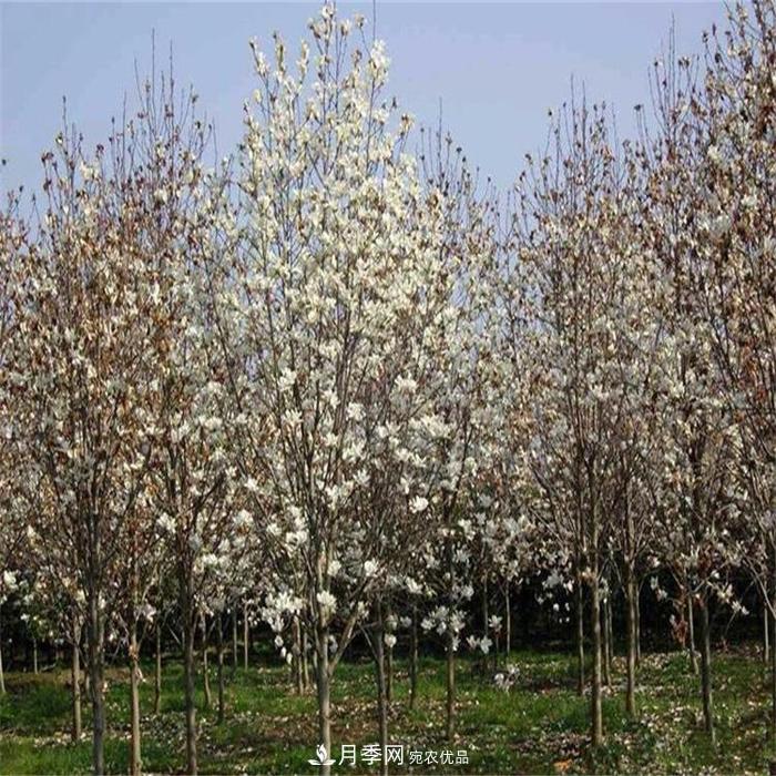玉蘭之鄉(xiāng)，紫玉蘭紅玉蘭白玉蘭廣玉蘭二喬玉蘭的區(qū)別和價(jià)格(圖3)