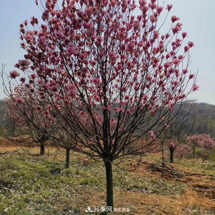 玉蘭之鄉(xiāng)，紫玉蘭紅玉蘭白玉蘭廣玉蘭二喬玉蘭的區(qū)別和價(jià)格(圖1)