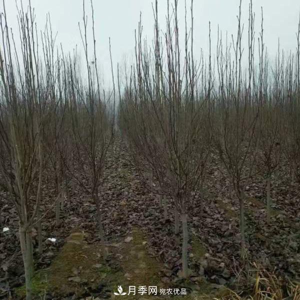 玉蘭之鄉(xiāng)，紫玉蘭紅玉蘭白玉蘭廣玉蘭二喬玉蘭的區(qū)別和價(jià)格(圖5)