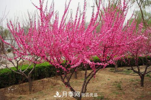 北方種植哪些開(kāi)花的苗木、花卉比較適合？(圖2)