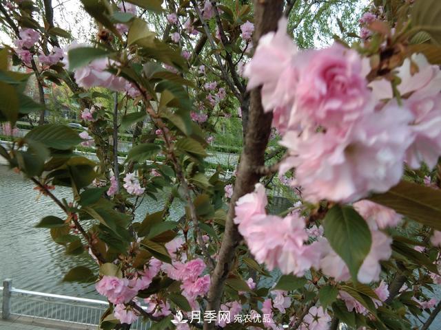 北方種植哪些開(kāi)花的苗木、花卉比較適合？(圖1)