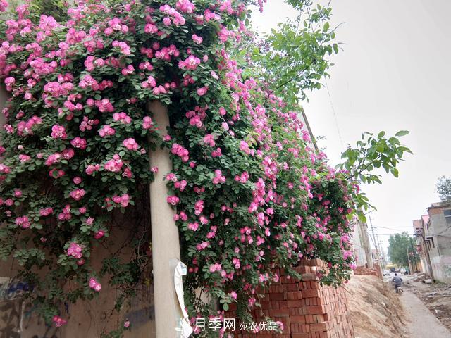 北方種植哪些開(kāi)花的苗木、花卉比較適合？(圖4)