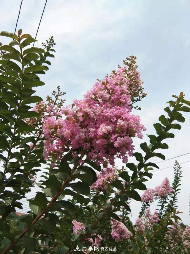 北方種植哪些開(kāi)花的苗木、花卉比較適合？(圖3)