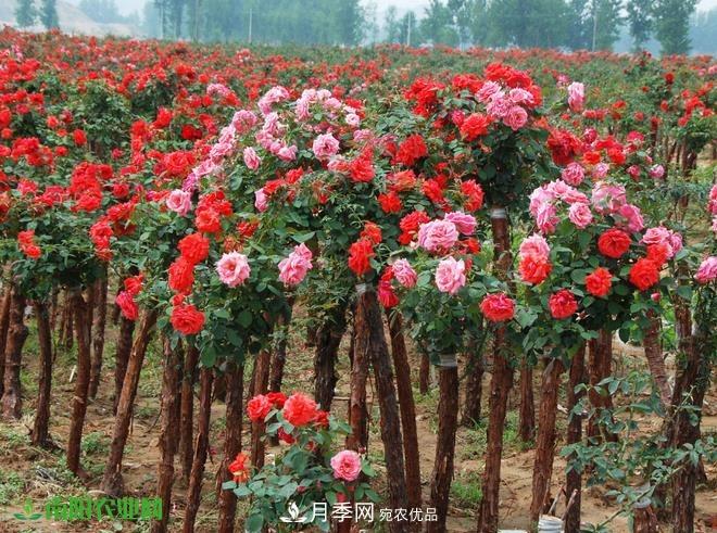 疫情之后2020年的苗木花卉行情將有什么變化？淺談建議(圖3)