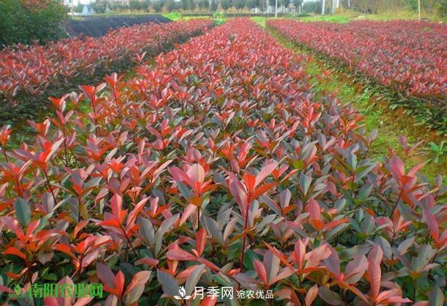 疫情之后2020年的苗木花卉行情將有什么變化？淺談建議(圖2)