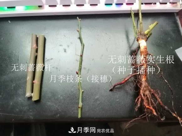 樹狀月季嫁接詳細(xì)教程，輕松養(yǎng)出月季樹！(圖3)