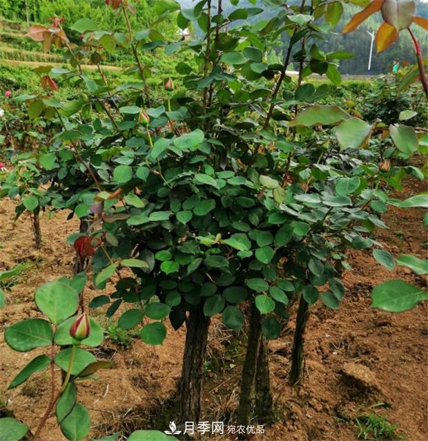 樹狀月季嫁接詳細(xì)教程，輕松養(yǎng)出月季樹！(圖1)