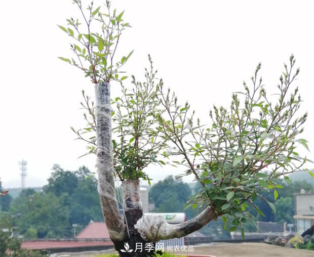 樹狀月季嫁接詳細(xì)教程，輕松養(yǎng)出月季樹！(圖4)