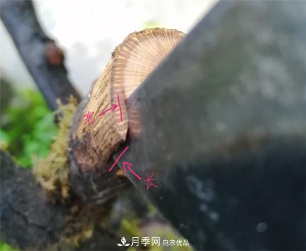 樹狀月季嫁接詳細(xì)教程，輕松養(yǎng)出月季樹！(圖5)