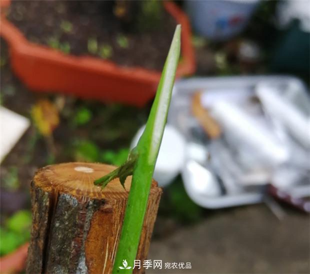 樹狀月季嫁接詳細(xì)教程，輕松養(yǎng)出月季樹！(圖6)